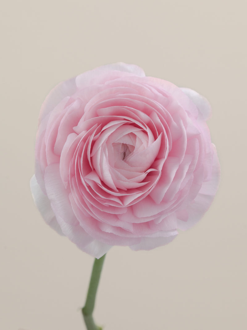 Cloni Success Favola – Floraprima