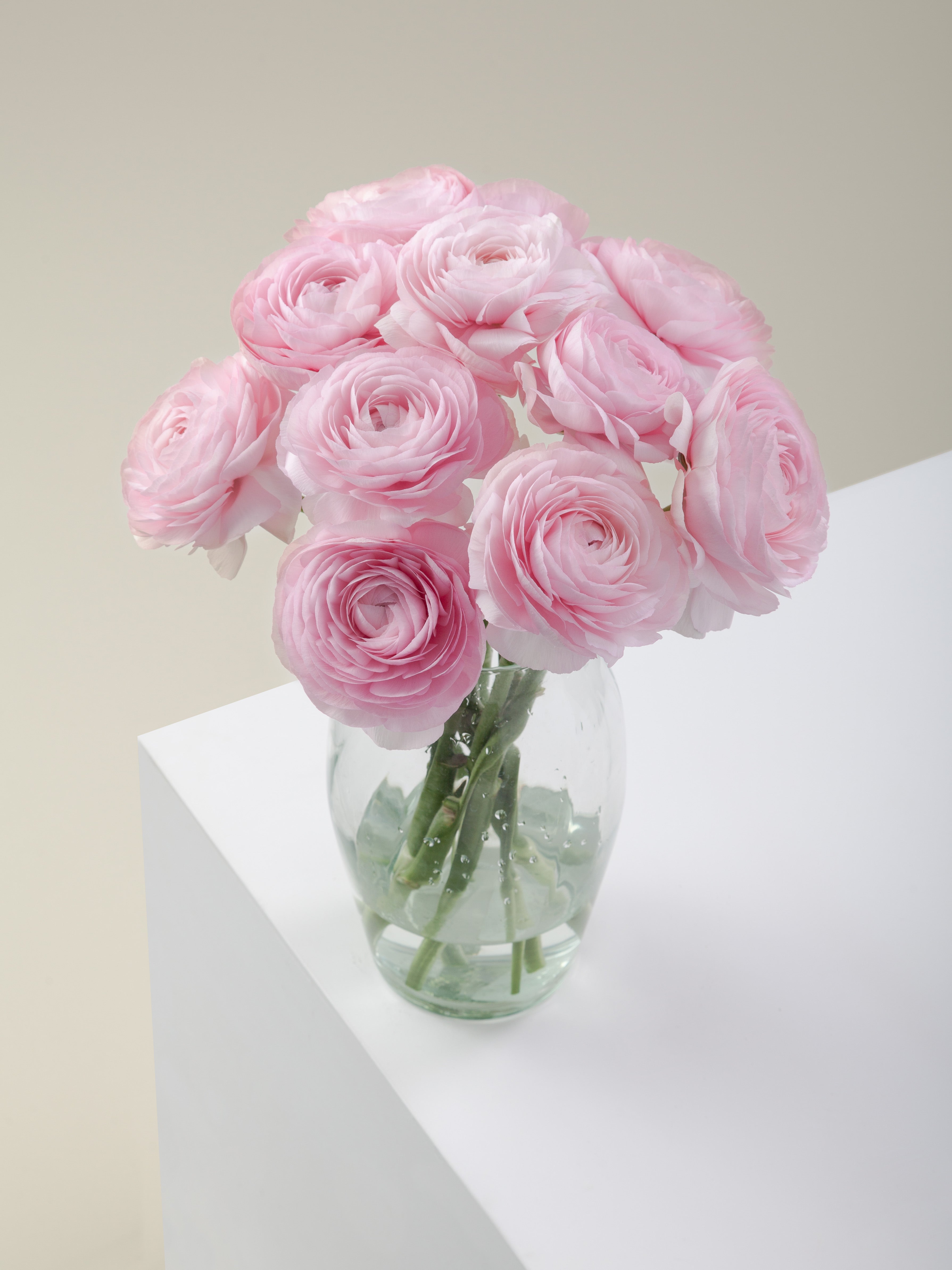 Cloni Success Favola – Floraprima