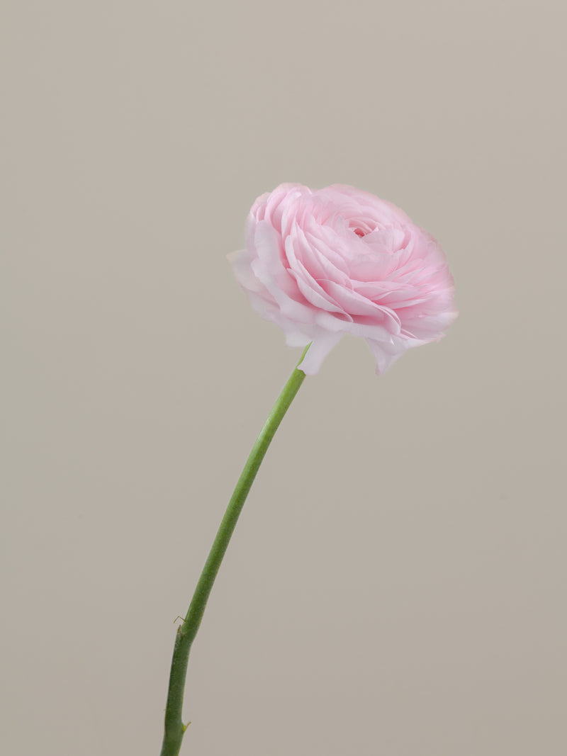 Cloni Success Favola – Floraprima