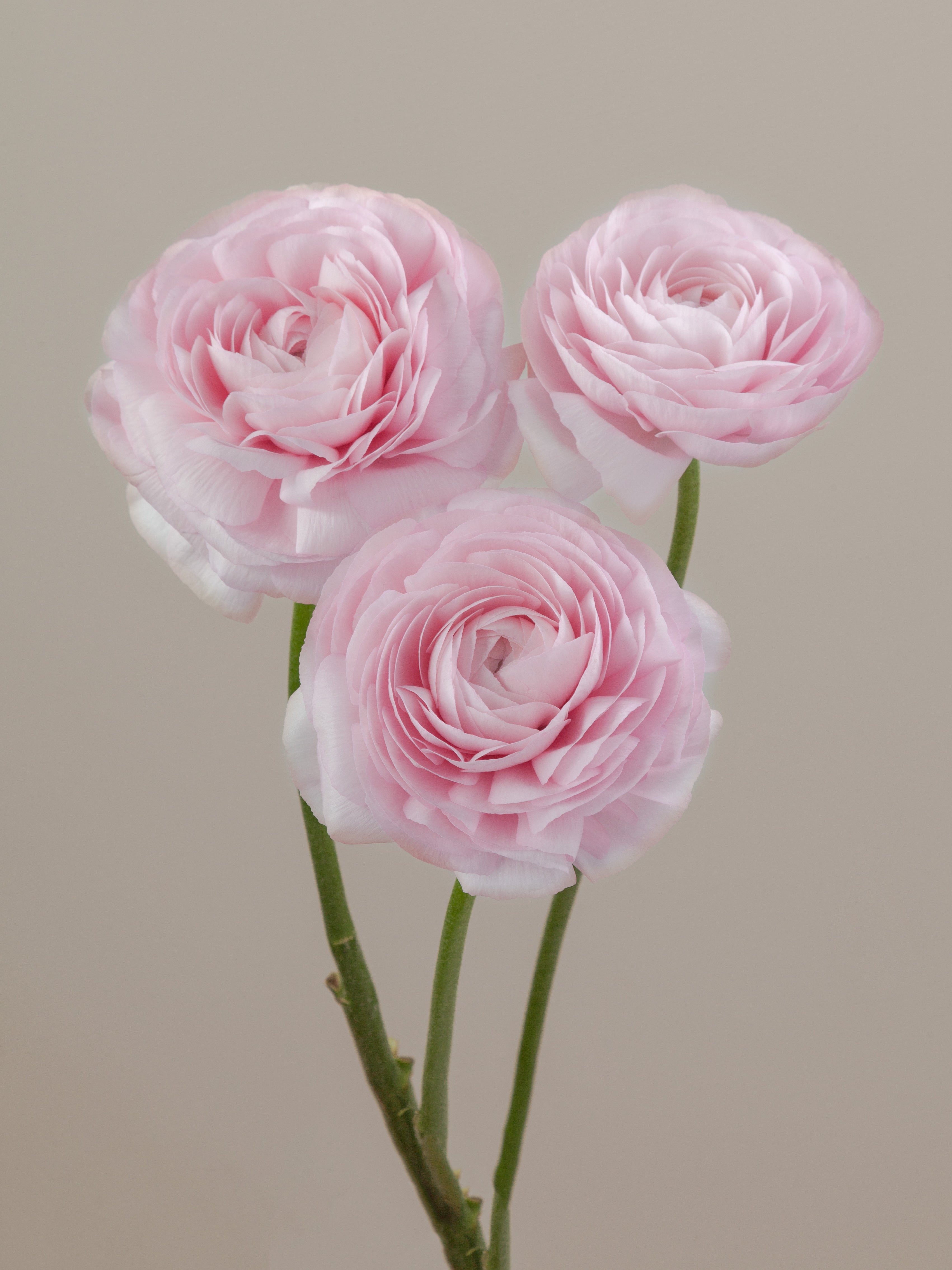 Cloni Success Favola – Floraprima