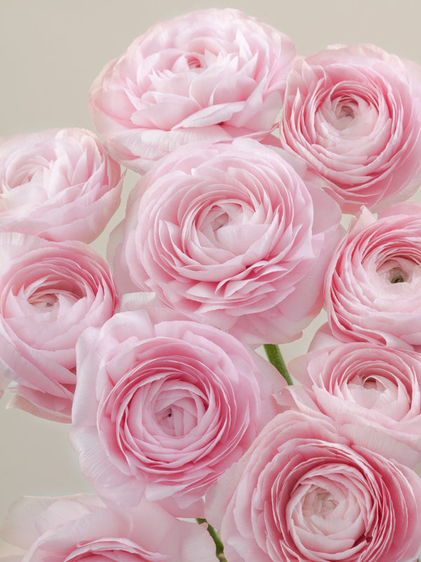 Milka Ranunculus Ranunculus – Floraprima