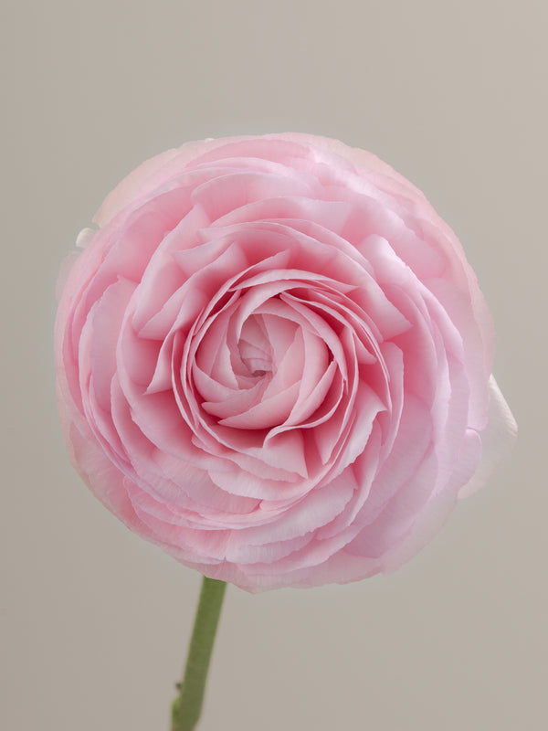 Cloni Lady Ranunculus Floraprima