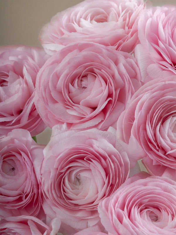 Cloni Lady Ranunculus Floraprima