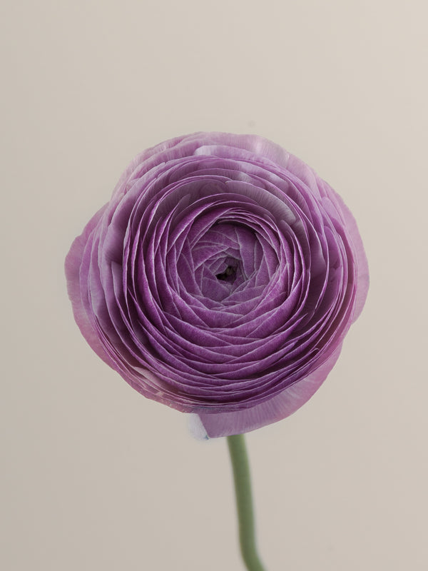 Cloni Success Collection – Floraprima