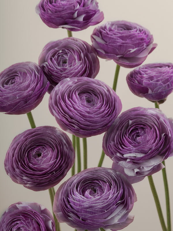 Products – Floraprima