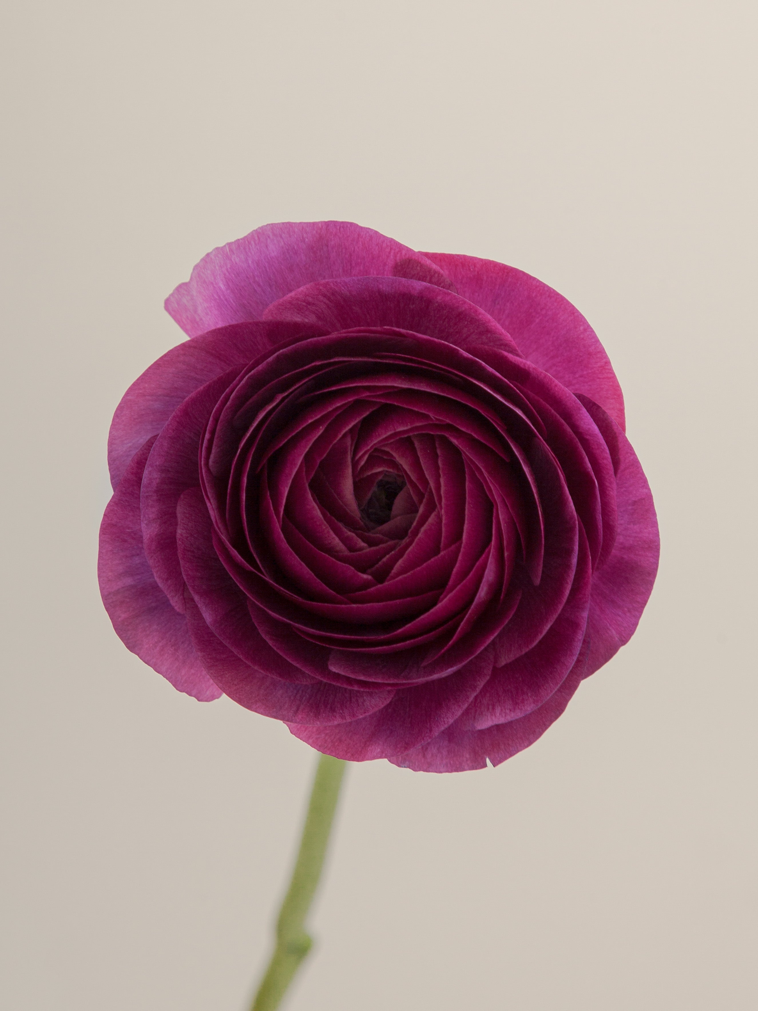 Cloni Success Renoir – Floraprima