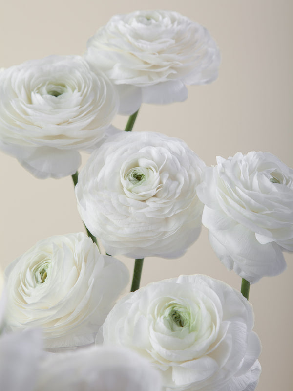 Elegance Rococo Ranunculus Ranunculus – Floraprima