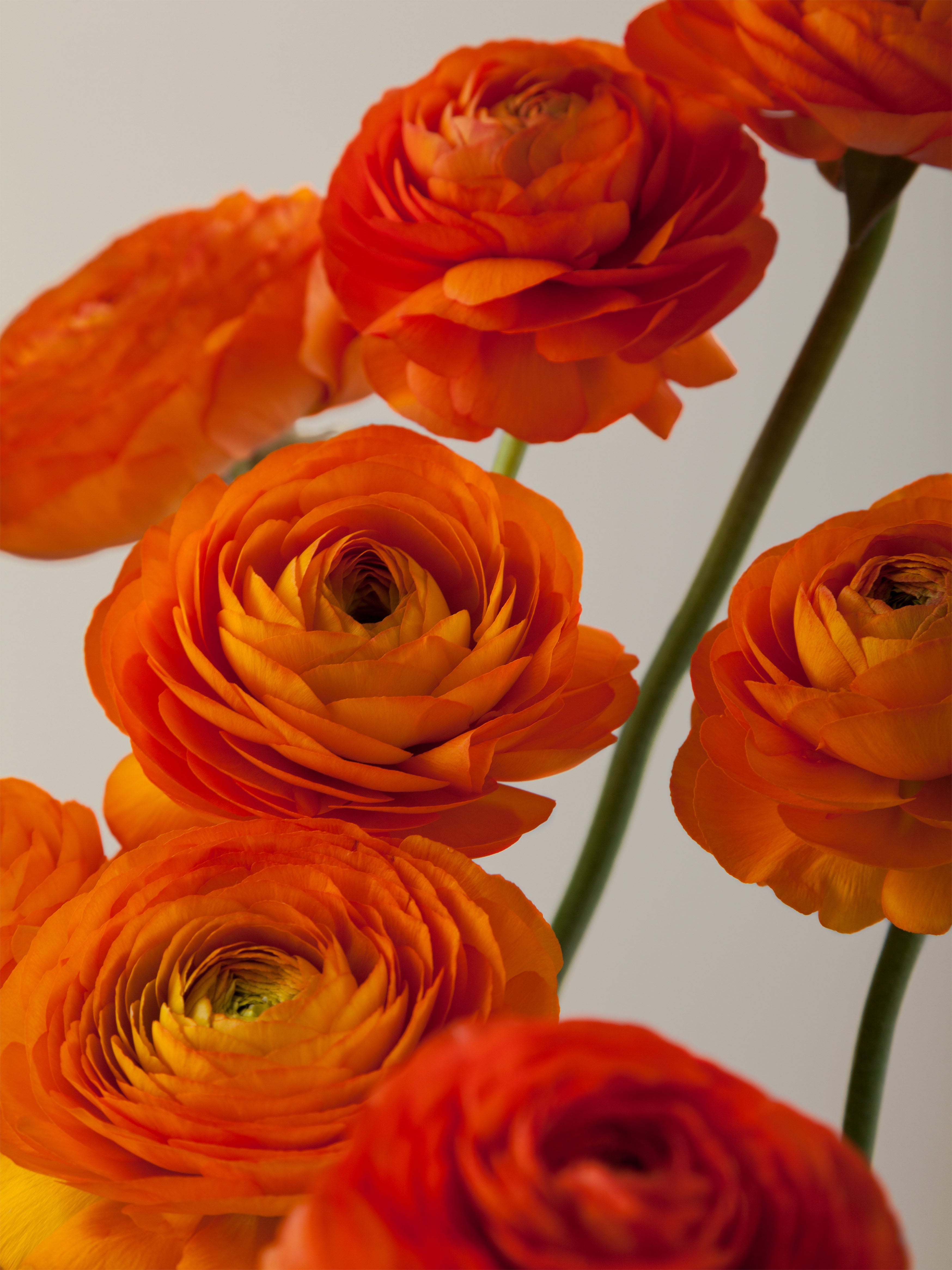 Elegance Clementine Floraprima