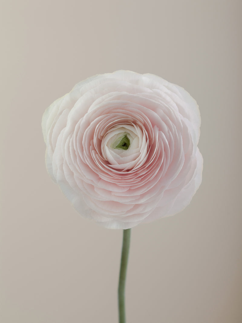 Cloni Success Hanoi – Floraprima